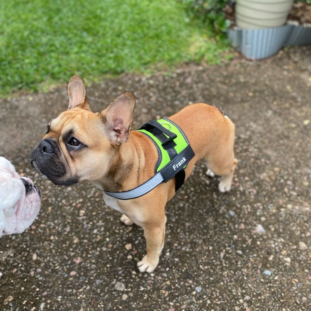 Pawrelia™ Ultimate Personalized No Pull Dog Harness