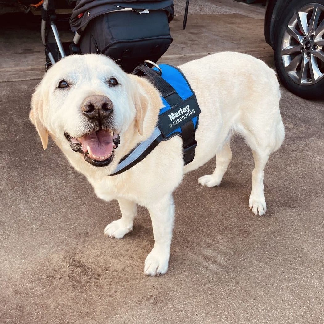 Pawrelia™ Ultimate Personalized No Pull Dog Harness