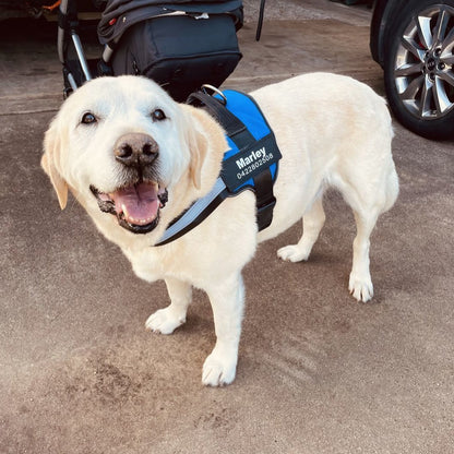 Pawrelia™ Ultimate Personalized No Pull Dog Harness