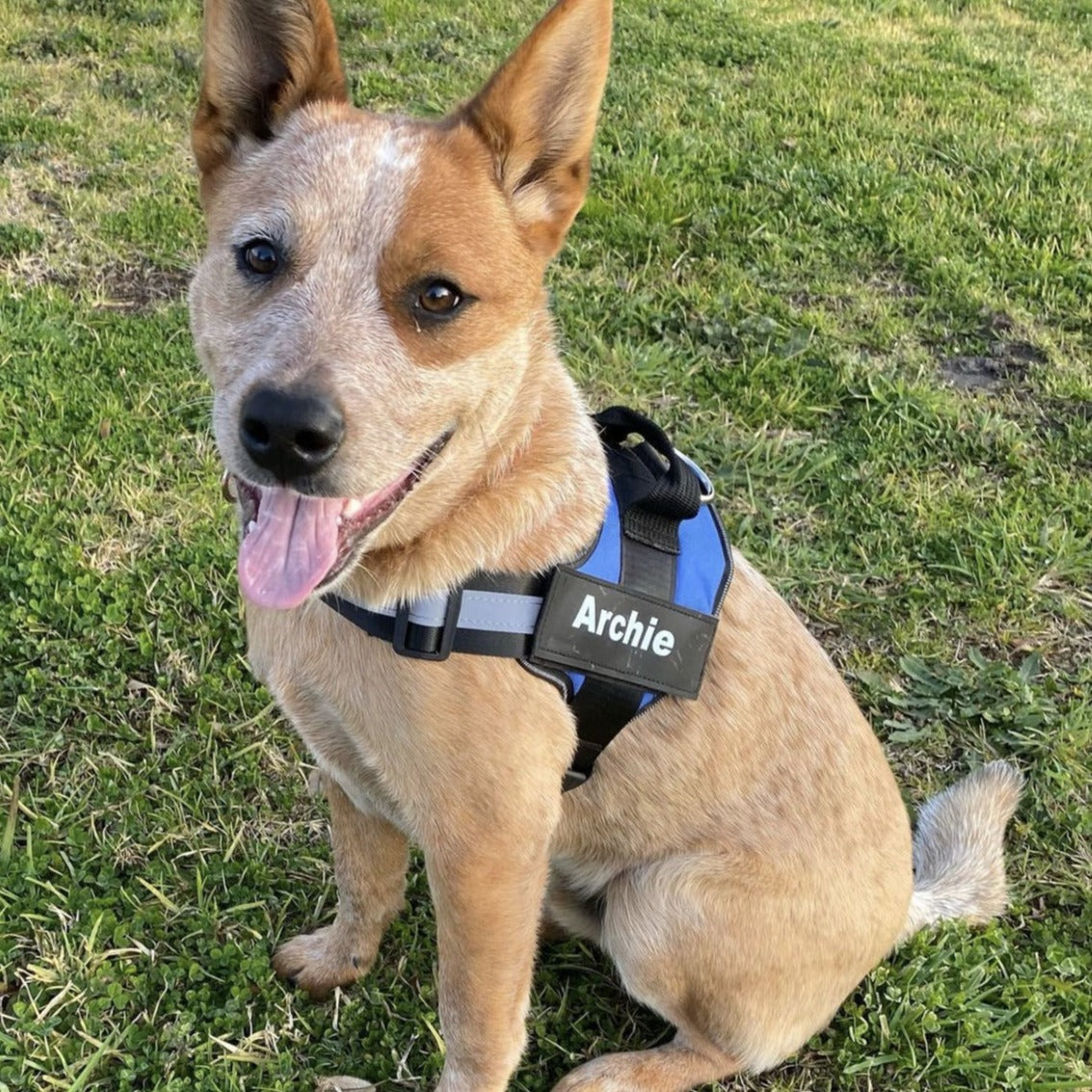 Pawrelia™ Ultimate Personalized No Pull Dog Harness