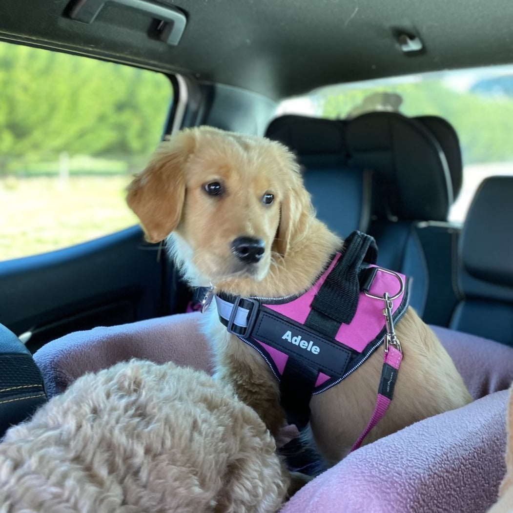 Pawrelia™ Ultimate Personalized No Pull Dog Harness