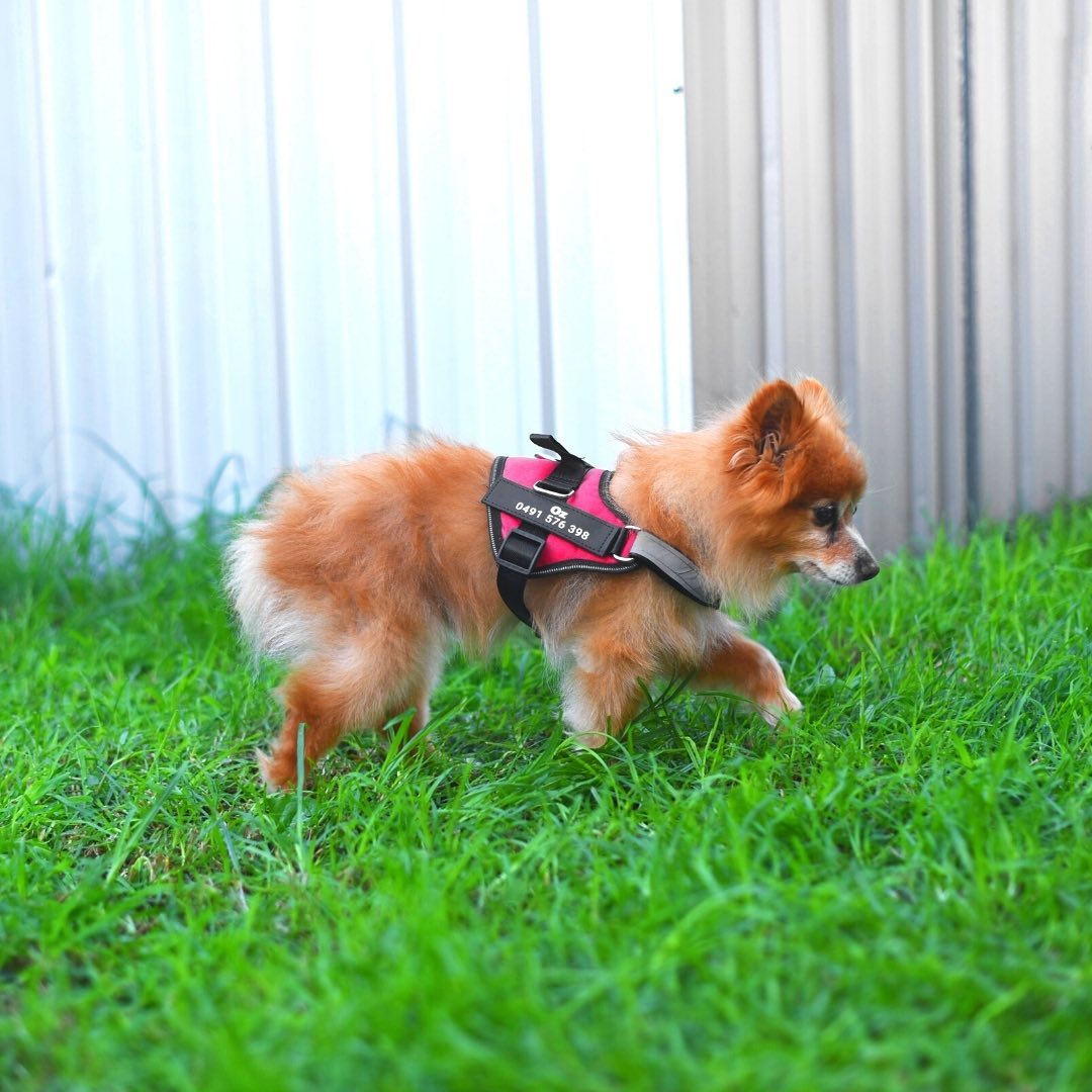 Pawrelia™ Ultimate Personalized No Pull Dog Harness