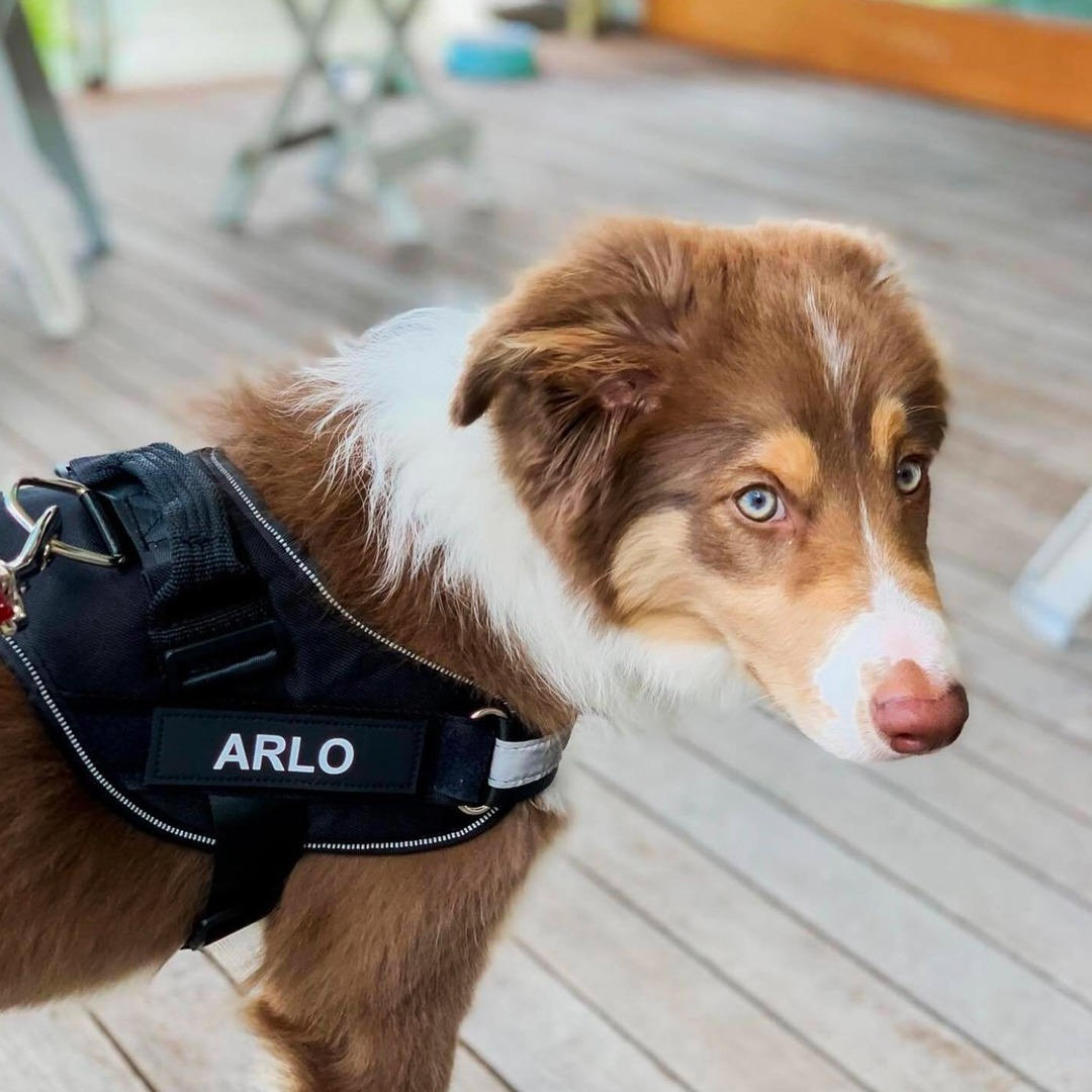 Pawrelia™ Ultimate Personalized No Pull Dog Harness