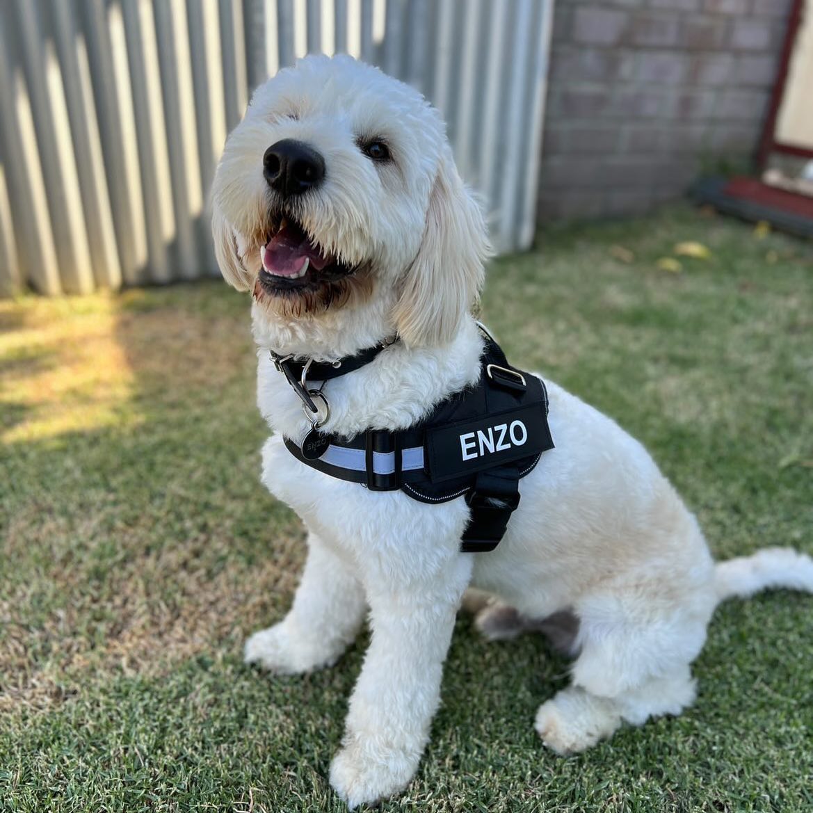 Pawrelia™ Ultimate Personalized No Pull Dog Harness